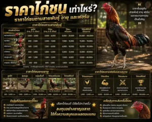 ราคาไก่ชนเท่าไหร่? ราคาไก่ชนตามสายพันธุ์ อายุ และฟอร์ม